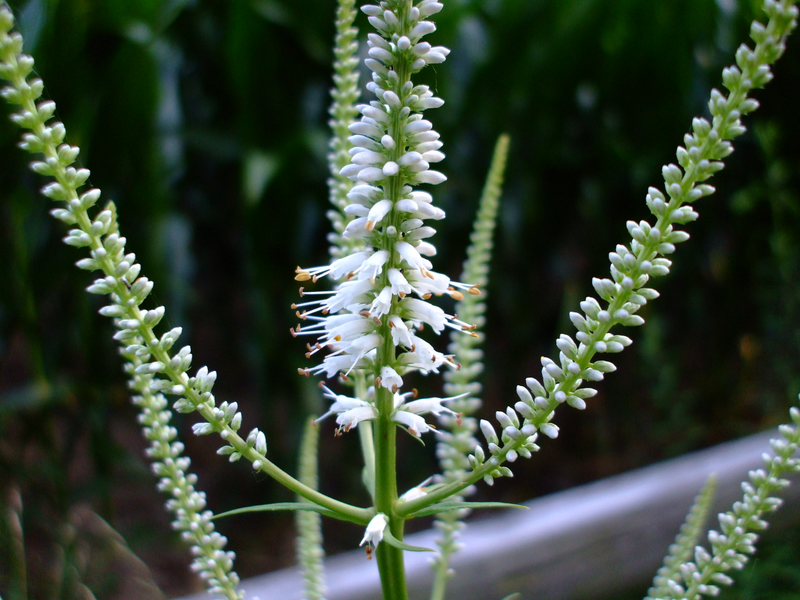 Veronicastrum virginicum